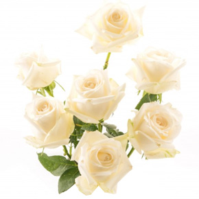 Imagen de Rosas Blancas